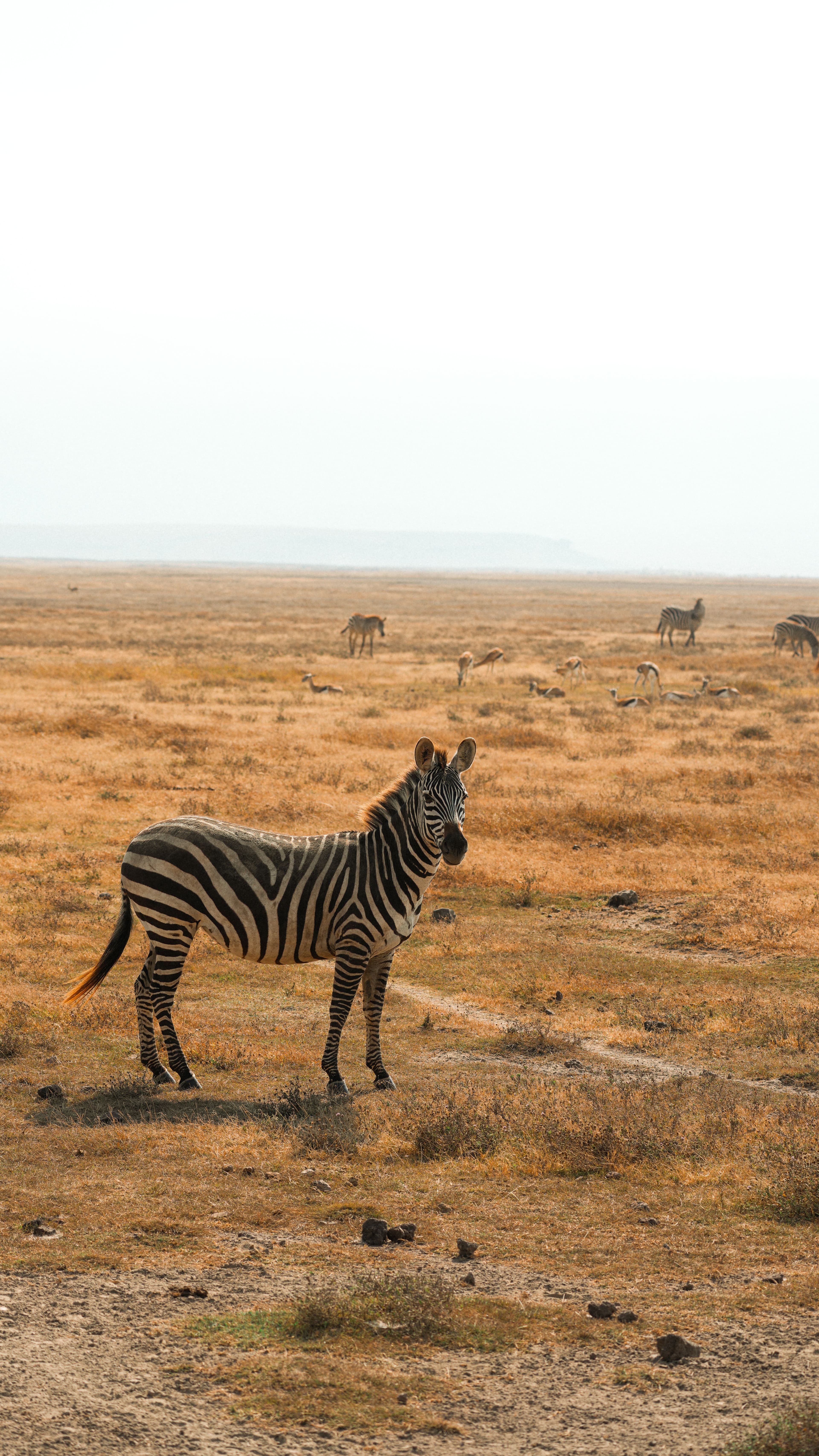 Zebra em planície seca, com gazelas e outras zebras a pastar ao fundo