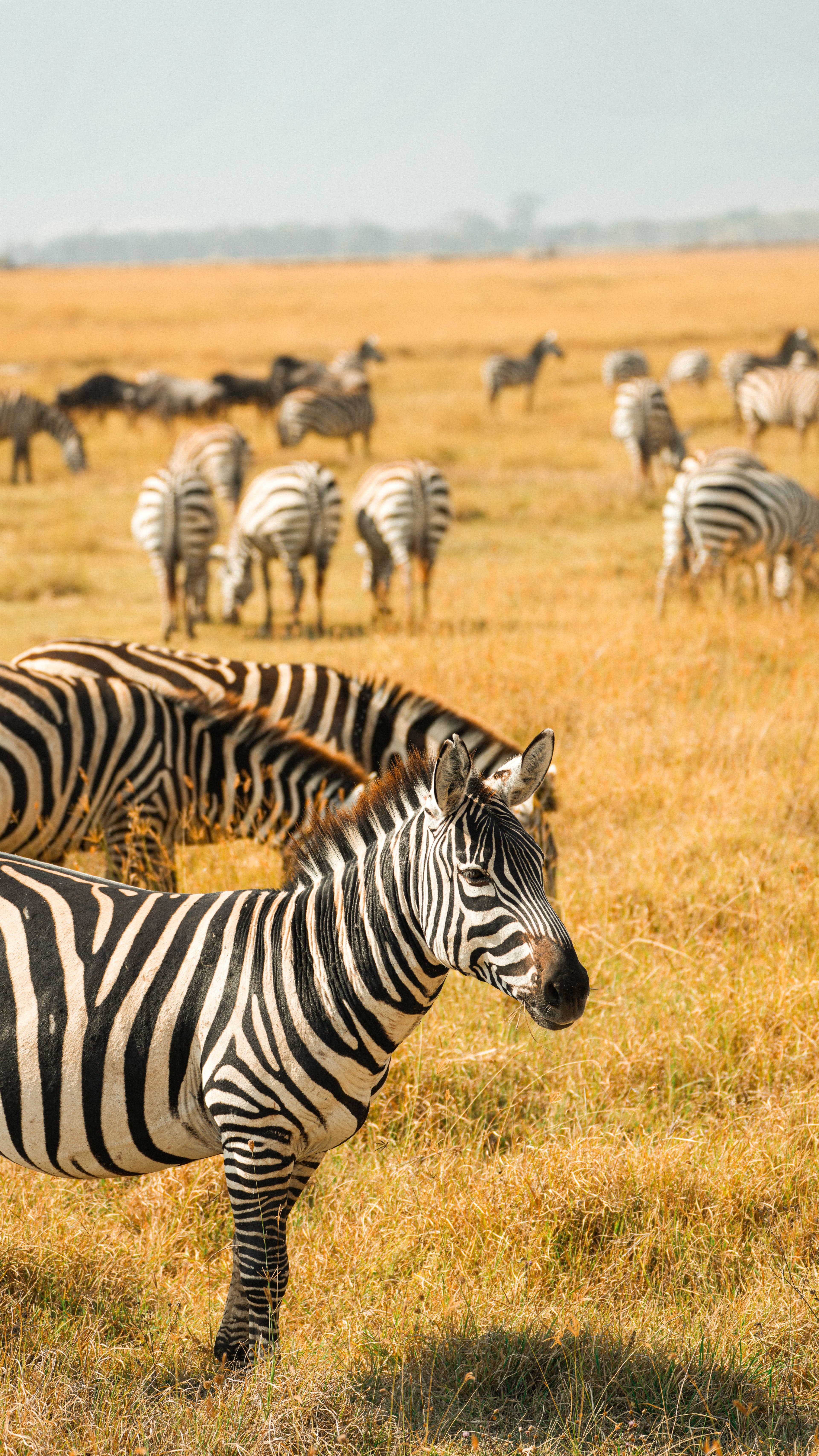 Manada de zebras a pastar numa planície dourada de ervas altas