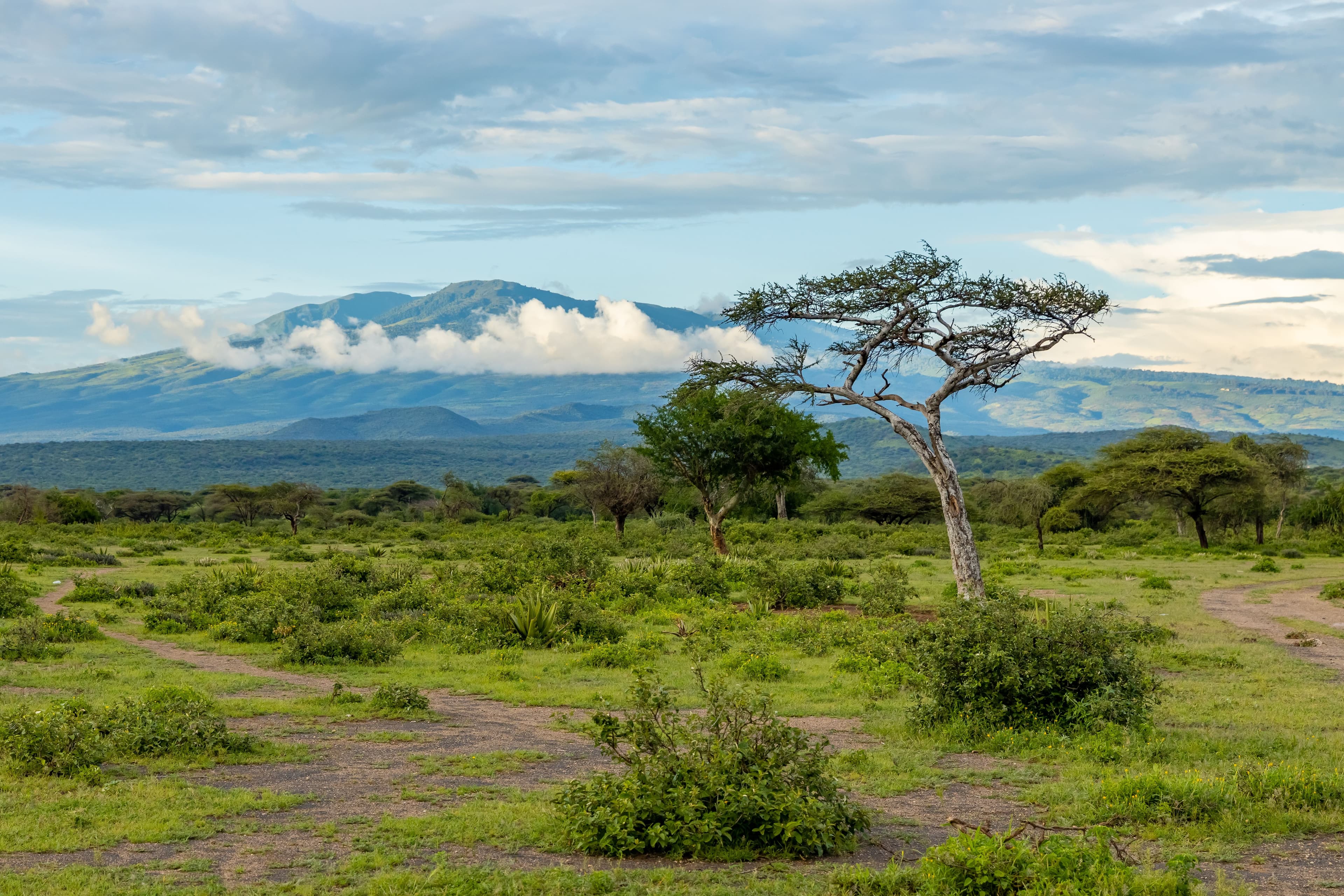 Planície de savana com acácias e montanhas ao fundo, sob céu com nuvens baixas