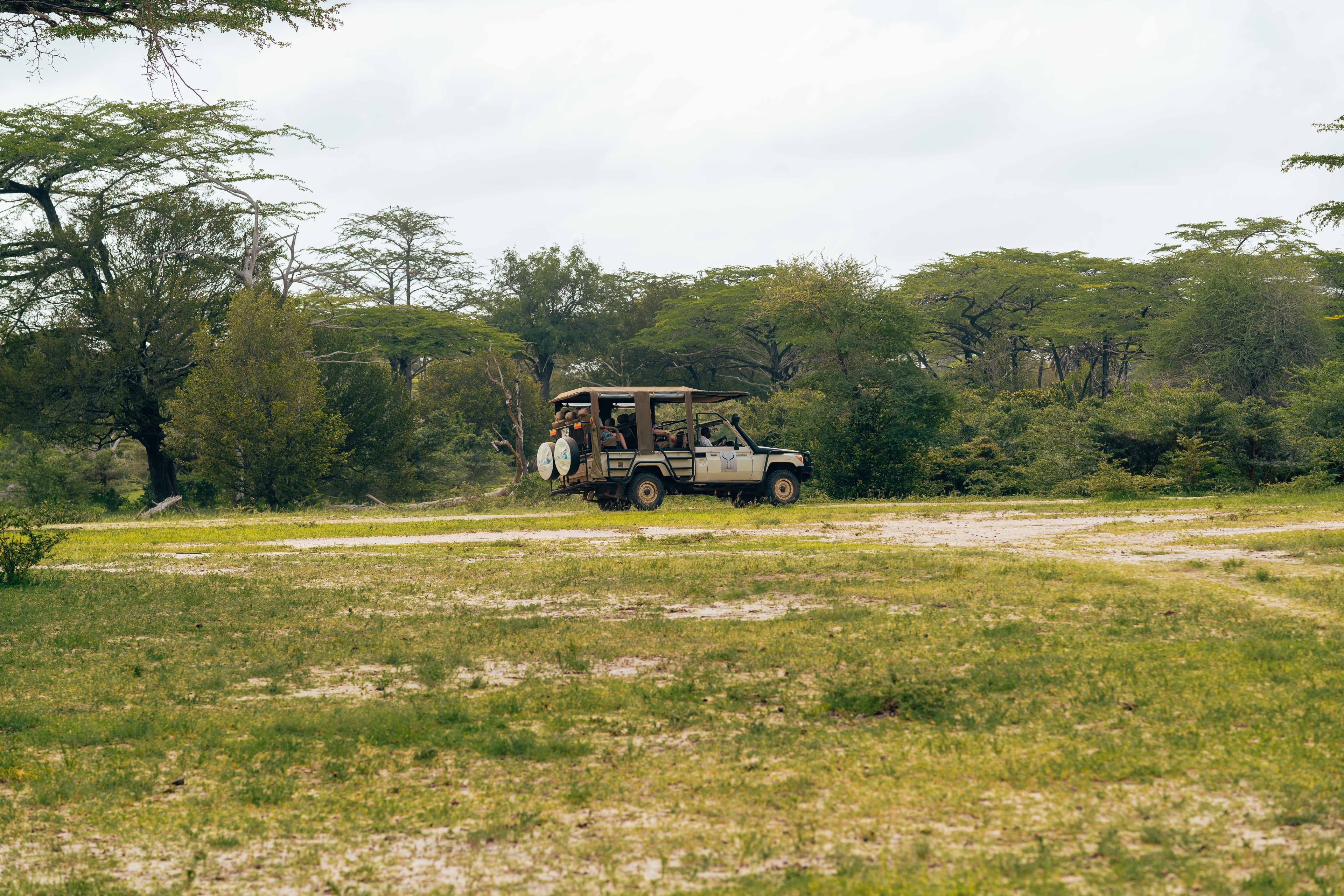 Veículo de safari com participantes atravessa uma clareira verde entre acácias