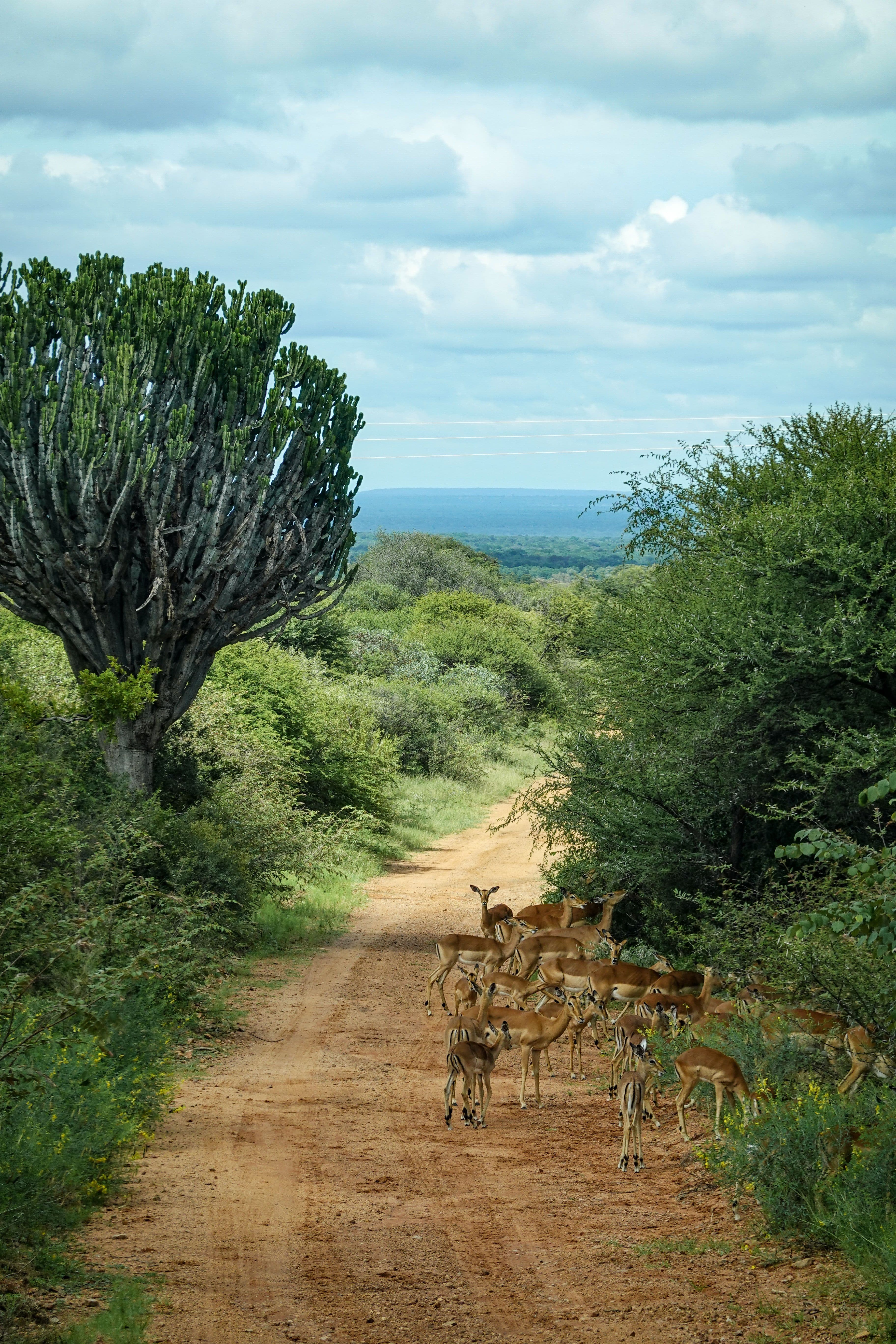Caminho de terra entre vegetação verde, com uma manada de impalas e o horizonte ao fundo